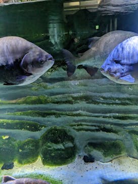 カワスイ 川崎⽔族館に投稿された画像（2023/2/15）