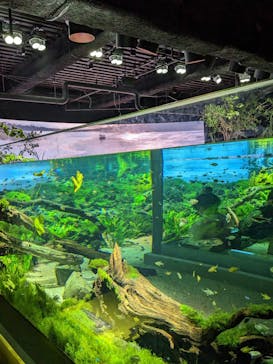カワスイ 川崎⽔族館に投稿された画像（2023/2/15）