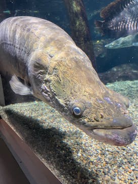 世界淡水魚園水族館　アクア・トトぎふに投稿された画像（2023/2/15）