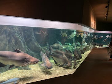 世界淡水魚園水族館　アクア・トトぎふに投稿された画像（2023/2/15）