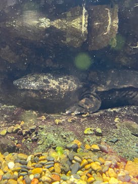 世界淡水魚園水族館　アクア・トトぎふに投稿された画像（2023/2/15）