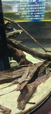 カワスイ 川崎⽔族館に投稿された画像（2023/2/15）