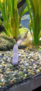 カワスイ 川崎⽔族館に投稿された画像（2023/2/15）