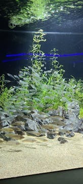 カワスイ 川崎⽔族館に投稿された画像（2023/2/15）