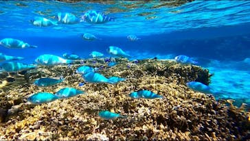 宮古島 ADVENTURE PiPi（ミヤコジマ アドベンチャー ピピ）に投稿された画像（2023/2/16）