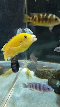 カワスイ 川崎⽔族館に投稿された画像（2023/2/16）