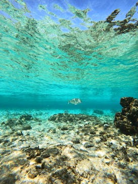 沖縄マリンサービス碧に投稿された画像（2023/2/16）