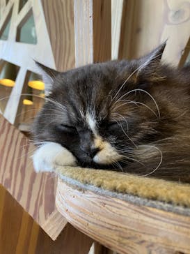 猫カフェモカ　秋葉原店に投稿された画像（2023/2/16）