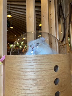 猫カフェモカ　秋葉原店に投稿された画像（2023/2/16）