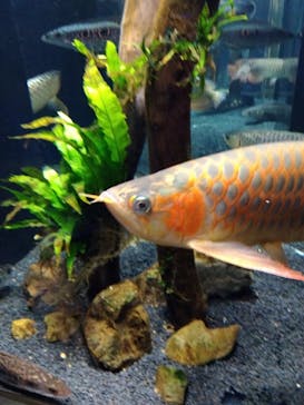 カワスイ 川崎⽔族館に投稿された画像（2023/2/15）