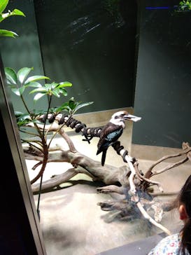 カワスイ 川崎⽔族館に投稿された画像（2023/2/15）