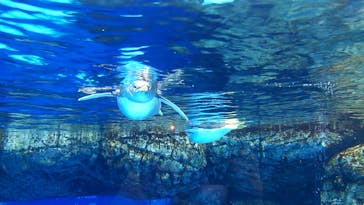 新江ノ島水族館に投稿された画像（2023/2/16）