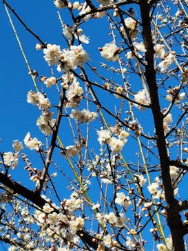 三溪園に投稿された画像（2023/2/16）