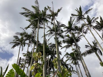美らヤシパークオキナワ・東南植物楽園に投稿された画像（2023/2/16）