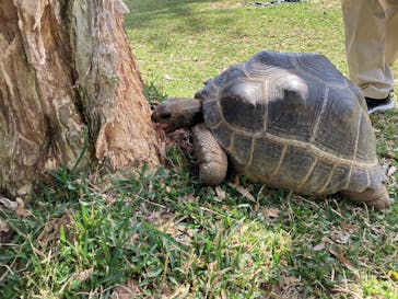 美らヤシパークオキナワ・東南植物楽園に投稿された画像（2023/2/16）