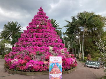 美らヤシパークオキナワ・東南植物楽園に投稿された画像（2023/2/16）