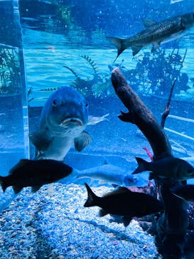 カワスイ 川崎⽔族館に投稿された画像（2023/2/16）