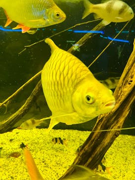 カワスイ 川崎⽔族館に投稿された画像（2023/2/16）