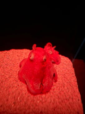 サンシャイン水族館に投稿された画像（2023/2/16）