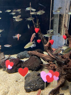 カワスイ 川崎⽔族館に投稿された画像（2023/2/16）