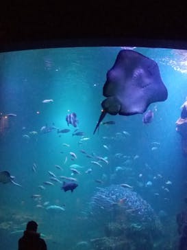京都水族館に投稿された画像（2023/2/16）