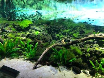 カワスイ 川崎⽔族館に投稿された画像（2023/2/16）