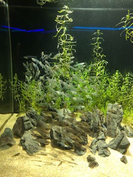 カワスイ 川崎⽔族館に投稿された画像（2023/2/16）