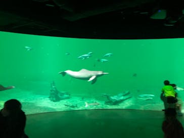 カワスイ 川崎⽔族館に投稿された画像（2023/2/16）