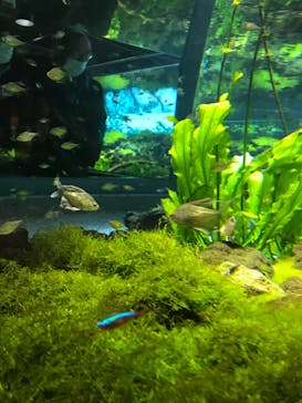 カワスイ 川崎⽔族館に投稿された画像（2023/2/16）