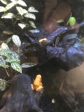 カワスイ 川崎⽔族館に投稿された画像（2023/2/16）