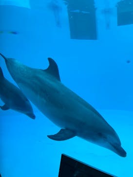 名古屋港水族館に投稿された画像（2023/2/16）
