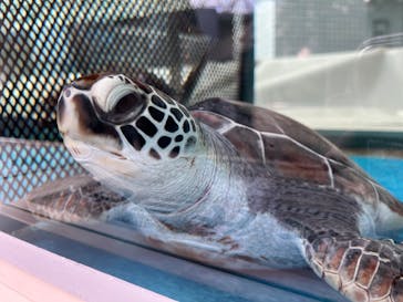 名古屋港水族館に投稿された画像（2023/2/16）