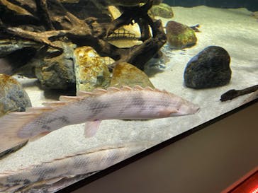 カワスイ 川崎⽔族館に投稿された画像（2023/2/16）