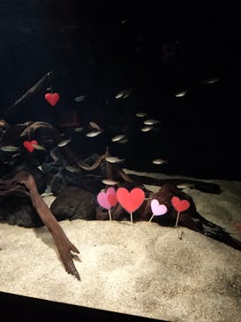 カワスイ 川崎⽔族館に投稿された画像（2023/2/16）