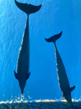 横浜・八景島シーパラダイスに投稿された画像（2023/2/16）