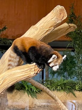 ネオパークオキナワに投稿された画像（2023/2/16）