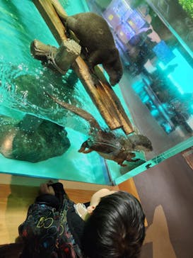 しながわ水族館に投稿された画像（2023/2/16）