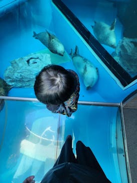 しながわ水族館に投稿された画像（2023/2/16）