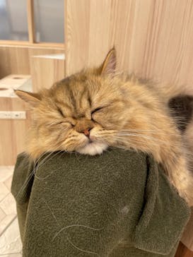 猫カフェモカ　イオンモール幕張新都心店に投稿された画像（2023/2/16）