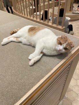 猫カフェモカ　イオンモール幕張新都心店に投稿された画像（2023/2/16）