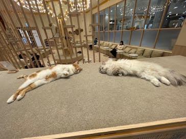 猫カフェモカ　イオンモール幕張新都心店に投稿された画像（2023/2/16）