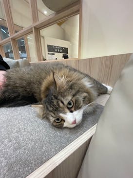 猫カフェモカ　イオンモール幕張新都心店に投稿された画像（2023/2/16）