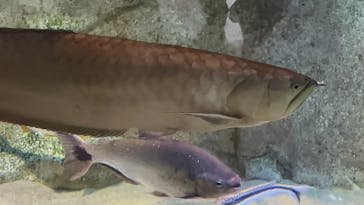 カワスイ 川崎⽔族館に投稿された画像（2023/2/16）