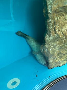 しながわ水族館に投稿された画像（2023/2/16）