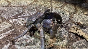 宮古島 ADVENTURE PiPi（ミヤコジマ アドベンチャー ピピ）に投稿された画像（2023/2/17）