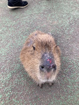 伊豆シャボテン動物公園に投稿された画像（2023/2/17）