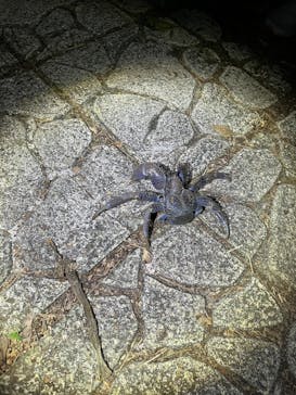 宮古島 ADVENTURE PiPi（ミヤコジマ アドベンチャー ピピ）に投稿された画像（2023/2/17）