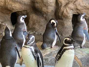 しながわ水族館に投稿された画像（2023/2/17）