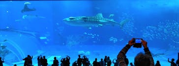 沖縄美ら海水族館に投稿された画像（2023/2/17）