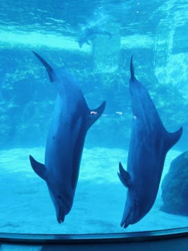 名古屋港水族館に投稿された画像（2023/2/17）